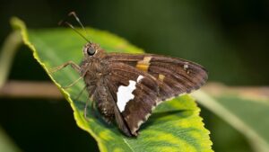 痩せる酵素サプリには返金保証があるのか？