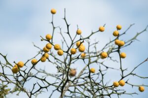 痩せる酵素サプリの腸活効果も期待できるのか？