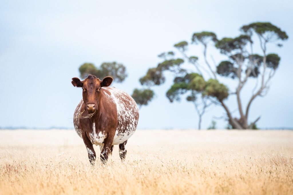 妊娠中に痩せるために酵素サプリはOK？