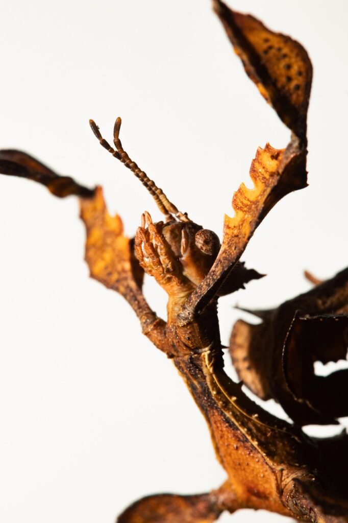 痩せるためにおすすめの実績ある酵素商品は？