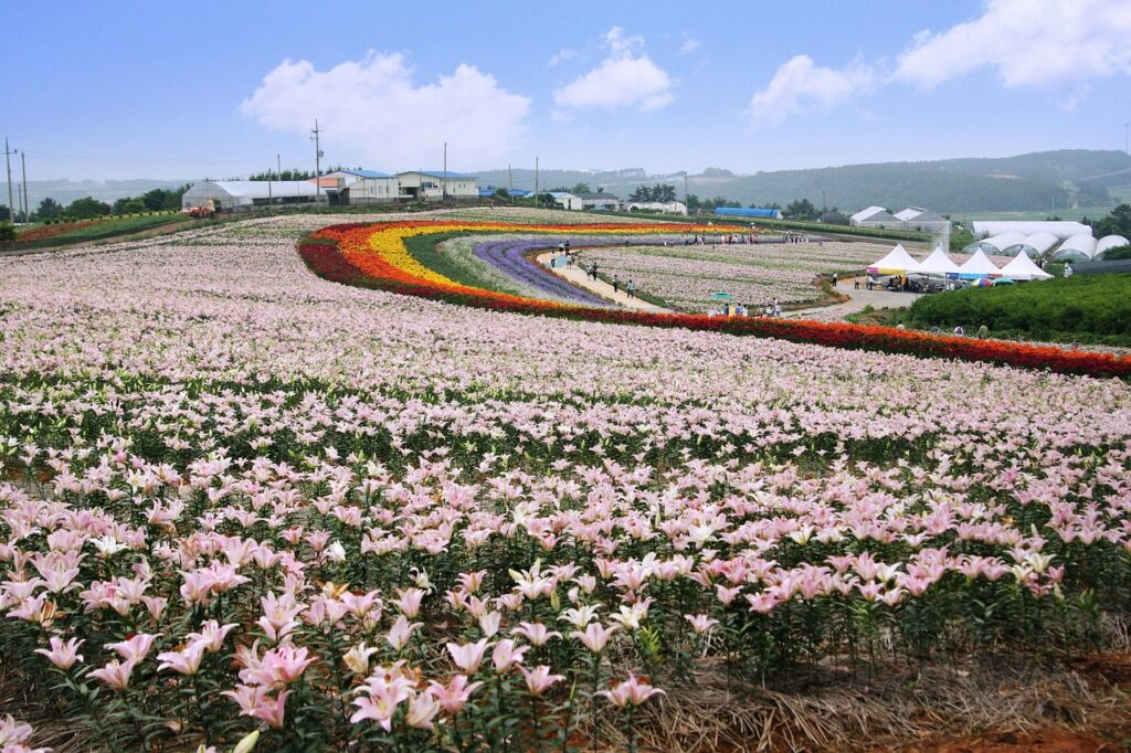 酵素サプリの通販で最安の購入方法は？